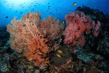 Fototapeta na wymiar Corla reef