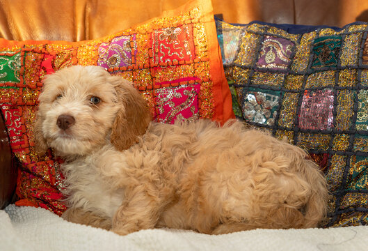 Bertie, an 8 week old Cockapoo puppy, starts his new life, having just left the breeders.