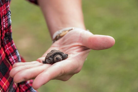 baby snapping turtle in girl's hand