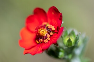 Rote Blüte mit Ameise