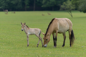 Naklejka na ściany i meble Przewalski horse new born with his mother
