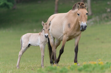 Przewalski horse new born with his mother