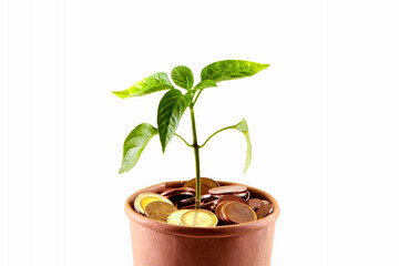 Concept for business, finance and investment. The plant grows in a container with coins. Isolated, copy space.