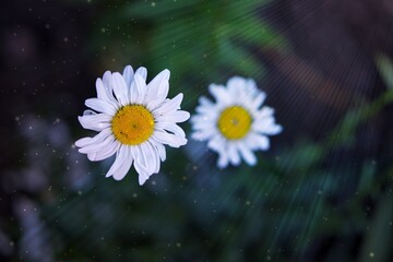 kwiaty natura ogród lato las wieś  pasja zdjęcia fotografia kolory zielony niebieski żółty krzewy  © Fotosylwester