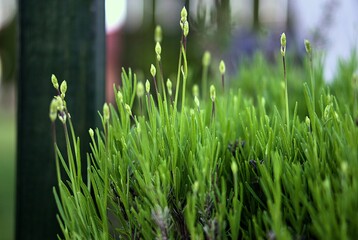 kwiaty natura ogród lato las wieś  pasja zdjęcia fotografia kolory zielony niebieski żółty krzewy  © Fotosylwester