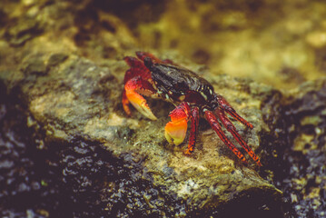 A little red crab standing on a wet stone