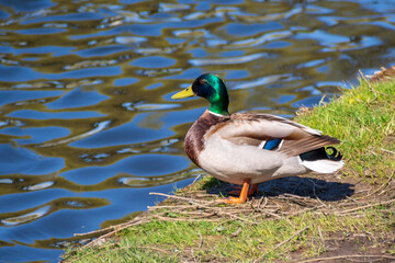 Mallard wild duck (Anas platyrhynchos) standing on the grass, male wild duck outside the water.