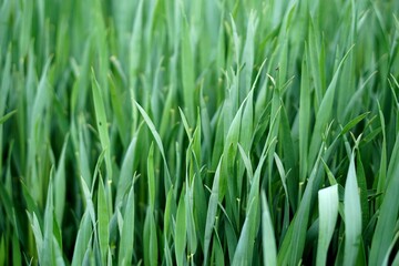 kwiaty natura ogród lato las wieś  pasja zdjęcia fotografia kolory zielony niebieski żółty krzewy  © Fotosylwester