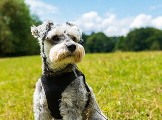 miniature schnauzer dog sitting on a grass field with trees in the background