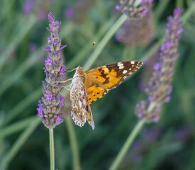 painted lady butterfly