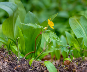 fresh spring vegetation