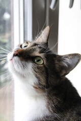 eye of the cat, cat © AMTM