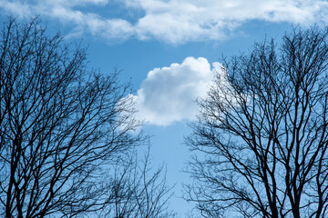 tree and sky