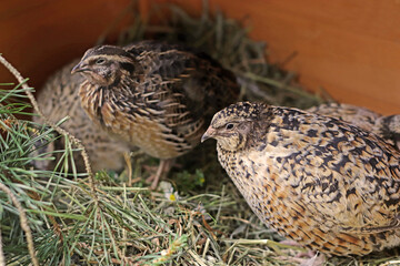 Fototapeta premium group of japanese quails
