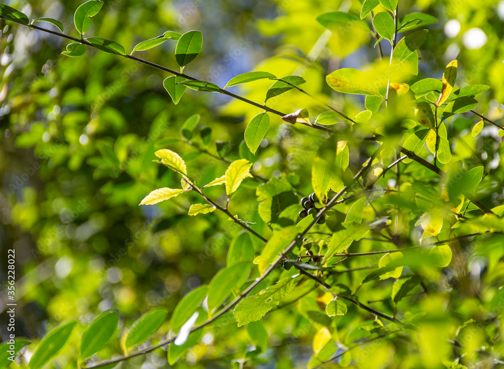 Canvas Prints sunny green leaves