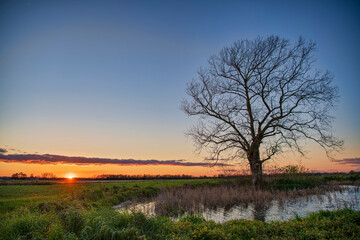 Lone Tree in a Louisiana Rice Field Reflected in Water at Sunset in Acadia Parish