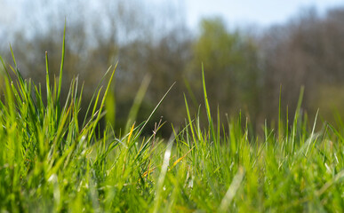 meadow closeup at early spring time