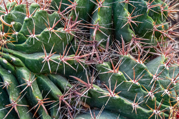 cactus closeup