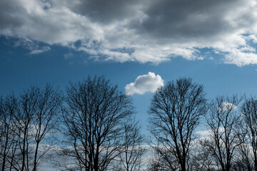 clouds and trees