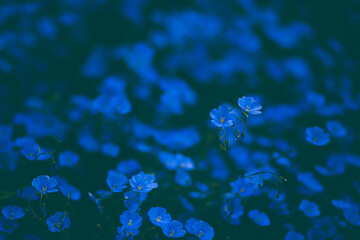 Blue background of flax flowers. Flax blossom on the field.