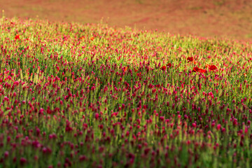 Blooming landscape with crimson clover. Spring background.