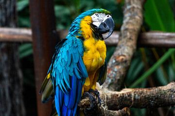 Una guacamaya se posa en un tronco y observa