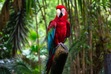 Una hermosa guacamaya se posa en un tronco y mira a la cámara