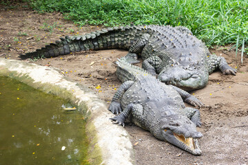 Dos cocodrilos descansan en el campo