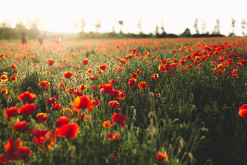 Beautiful view with red poppies field at sunset.