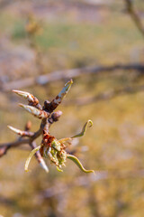 Buds bloom in spring on a pear tree in the garden