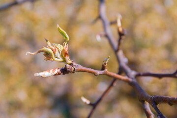 Buds bloom in spring on a pear tree in the garden