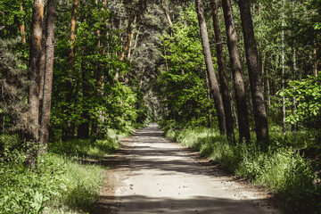 road leading into the distance in a tall pine forest. dark sky and shadows on the road. cones lie along the road