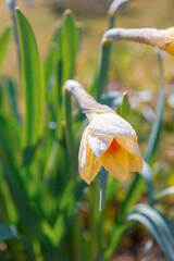 Yellow flowers daffodils bloom in the spring in the garden