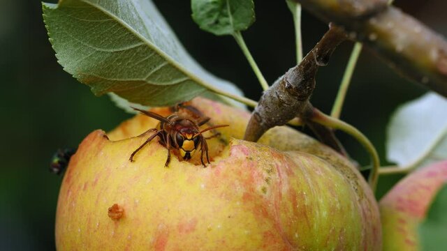 CU SELECTIVE FOCUS Hornet (Vespa crabro) feeding on apple / Saarburg, Rhineland-Palatinate, Germany