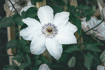 white clematis flower on a green background close-up. white leaves and a purple middle. selective focus. home gardening. for postcards