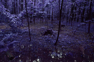 Color Infrared Image of foggy wett forest. Series of images from foggy wett forest shot on vintage...