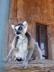 Ring tailed lemur looking around from its cage
