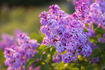 Selective, soft focus on a purple lilac flower and green, sunlit, out of focus golden leaves in the background