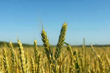 Obraz premium wheat field and blue sky a bright sun.