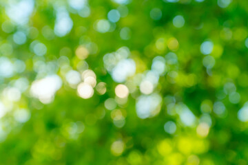 Abstract bokeh background. Defocused tree with green leaves. Summer backdrop