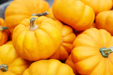 Autumn pumpkin background. Close up of mini pumpkins at farmers market.