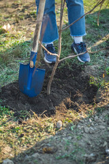 planting new trees with gardening tools in green park