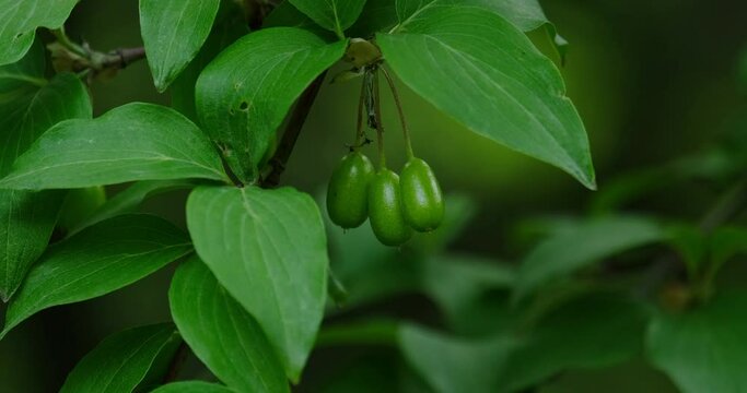 unripe dogwood fruit on the branches of a dogwood tree