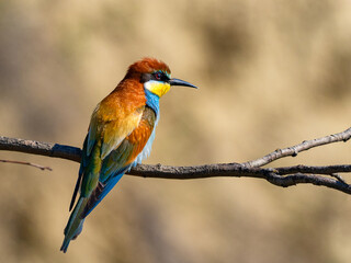 European bee-eater (Merops apiaster) on the branch