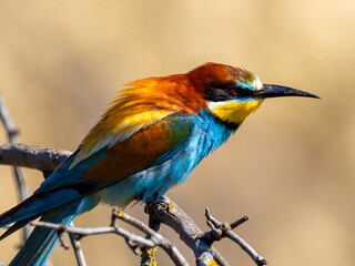 European bee-eater (Merops apiaster) on the branch