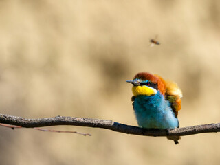 European bee-eater (Merops apiaster) on the branch