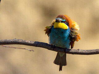 European bee-eater (Merops apiaster) on the branch