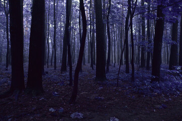 Color Infrared Image of foggy forest. Series of images from forest shot on vintage color infrared...