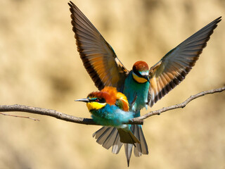 Couple of European bee-eaters (Merops Apiaster) exchanging an insect as part of a mating ritual