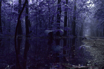 Color Infrared Image of foggy wett forest. Series of images from foggy wett forest shot on vintage color infrared film.